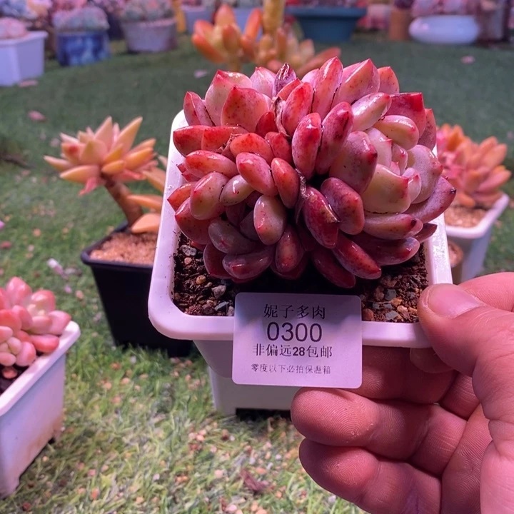 0300啊啊啊啊啊啊啊啊啊啊啊啊