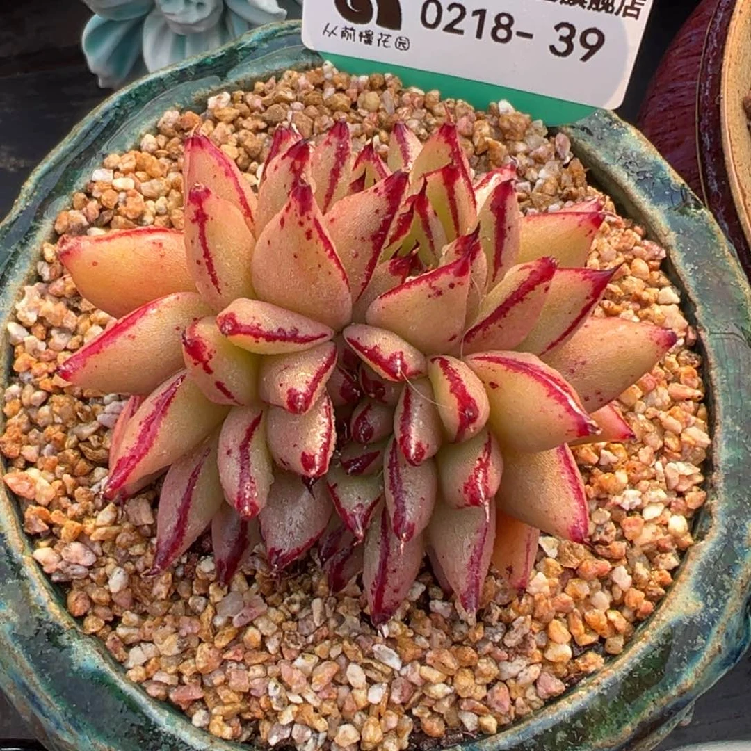 从前慢多肉精选编号0218.39