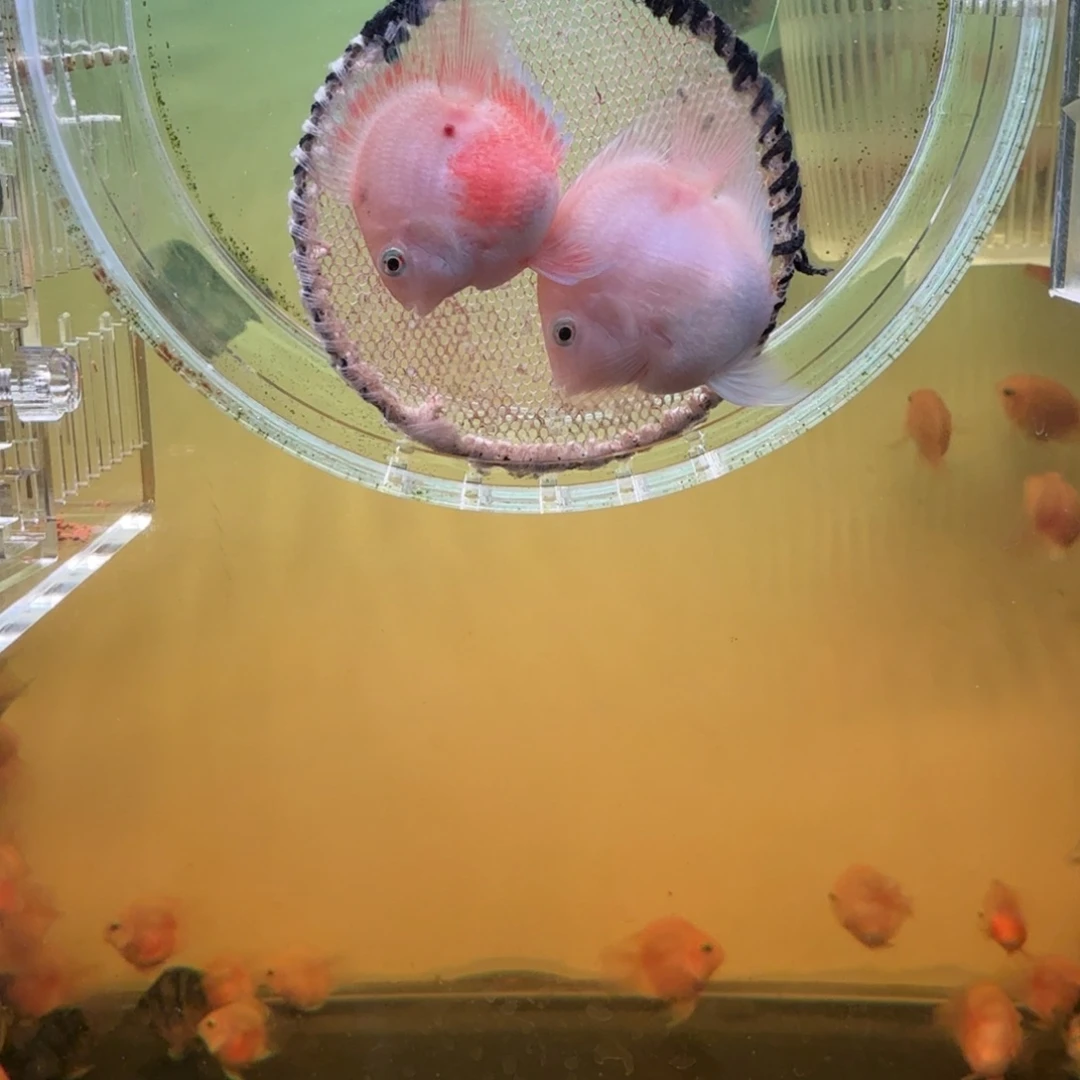 鹦鹉鱼胭脂粉一对