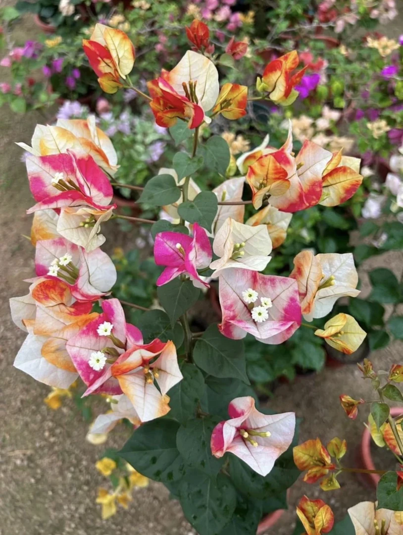 【新疆包邮】哪吒三角梅袋苗基地直发