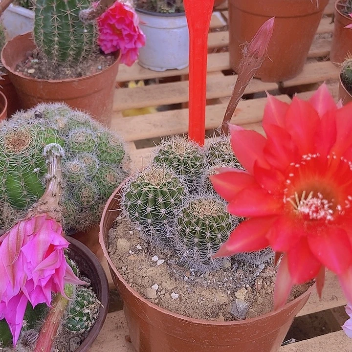 冯***冯仙人掌彩草A067摘花脱土发货