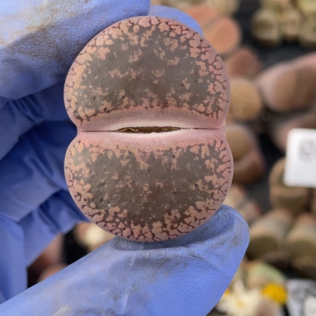 非偏远满20包邮375