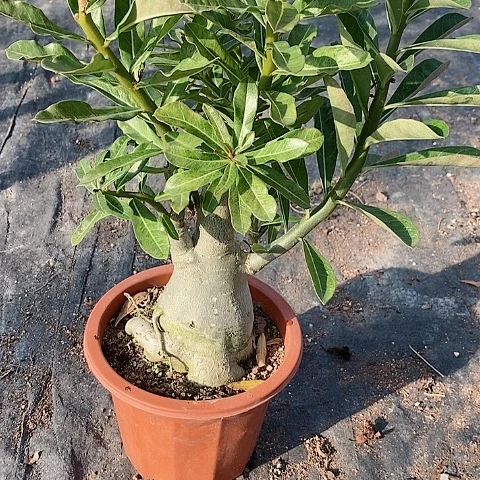 【闪购商品】无花朵8****4