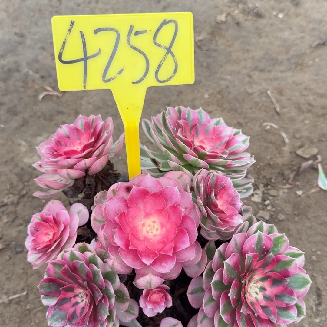 4258--倾城多头多肉