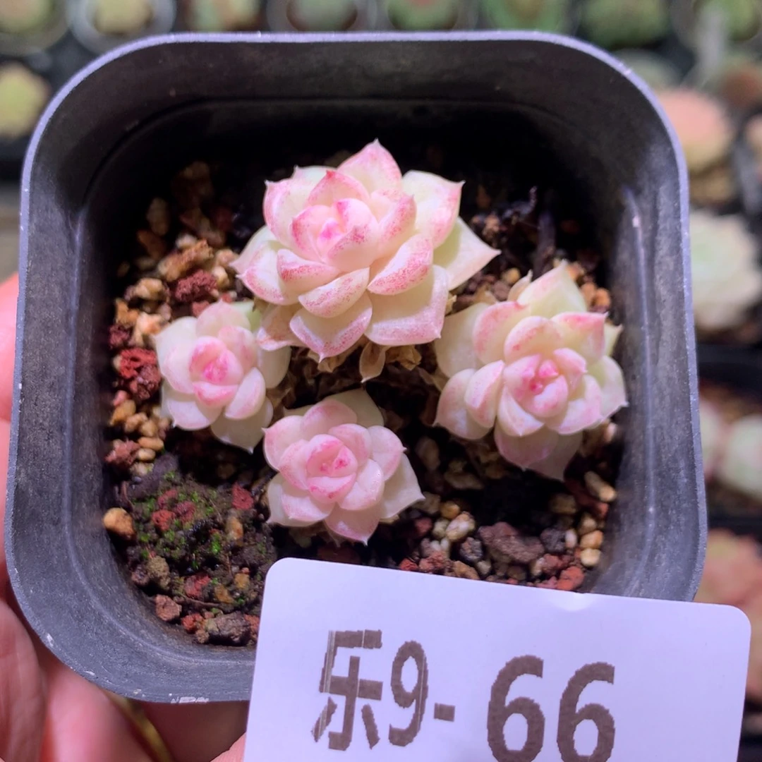 乐然 9-66 白天鹅群