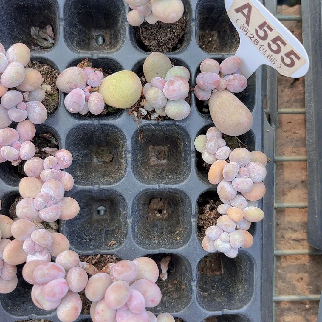 宁***活A555Mike奶三颗一物一拍