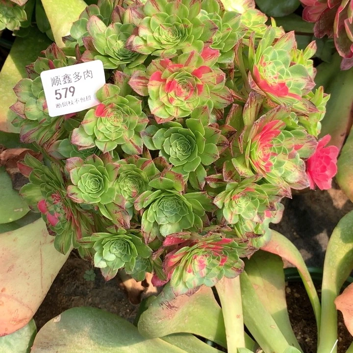 t***2579知否多肉植物特价寄养