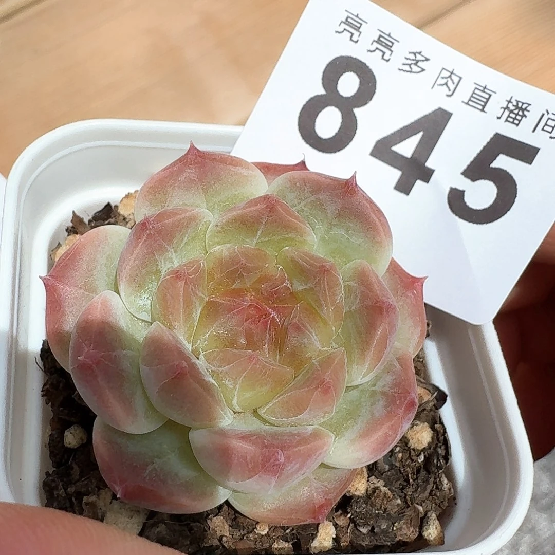 开播福利拍够包邮发货