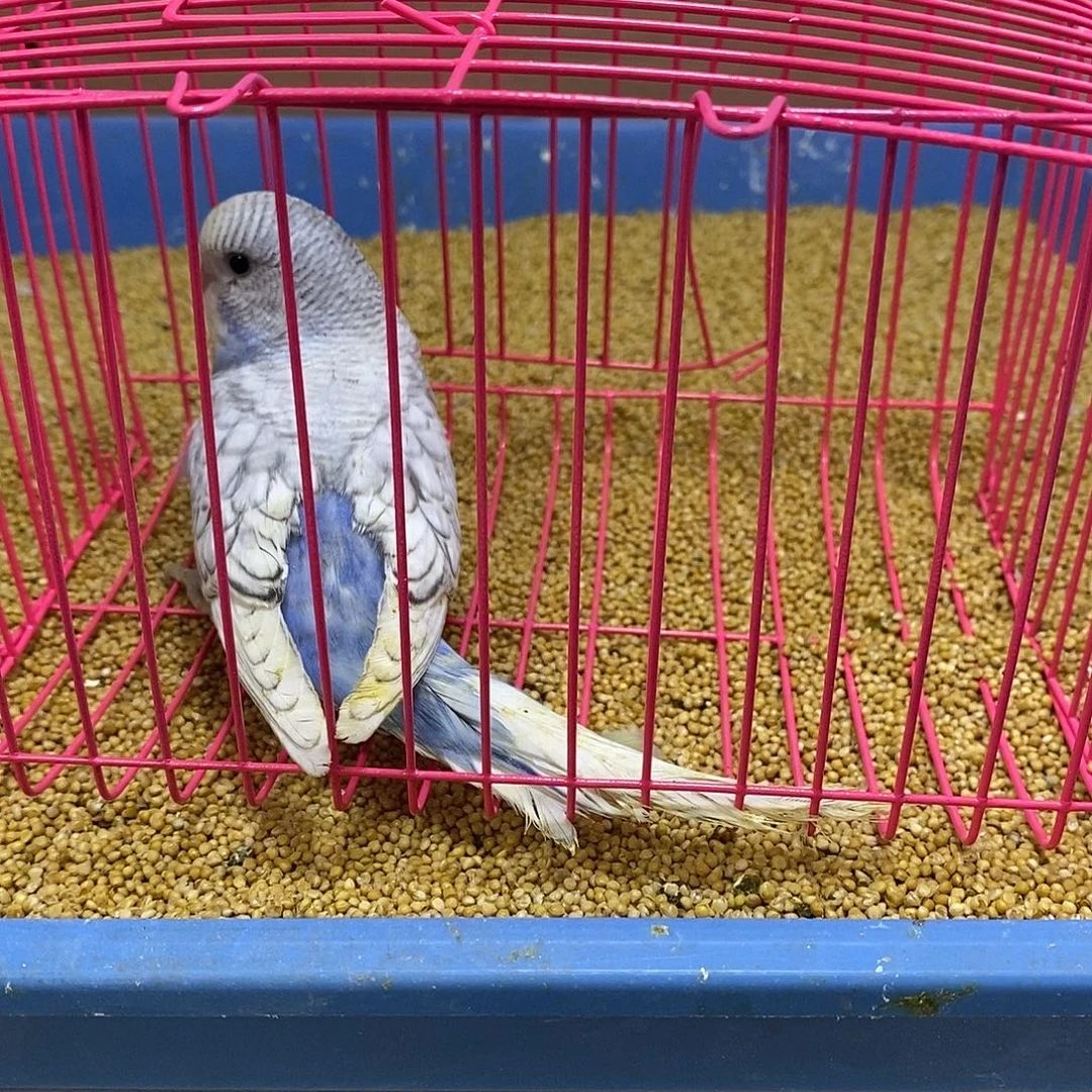 虎皮鹦鹉大头虎皮