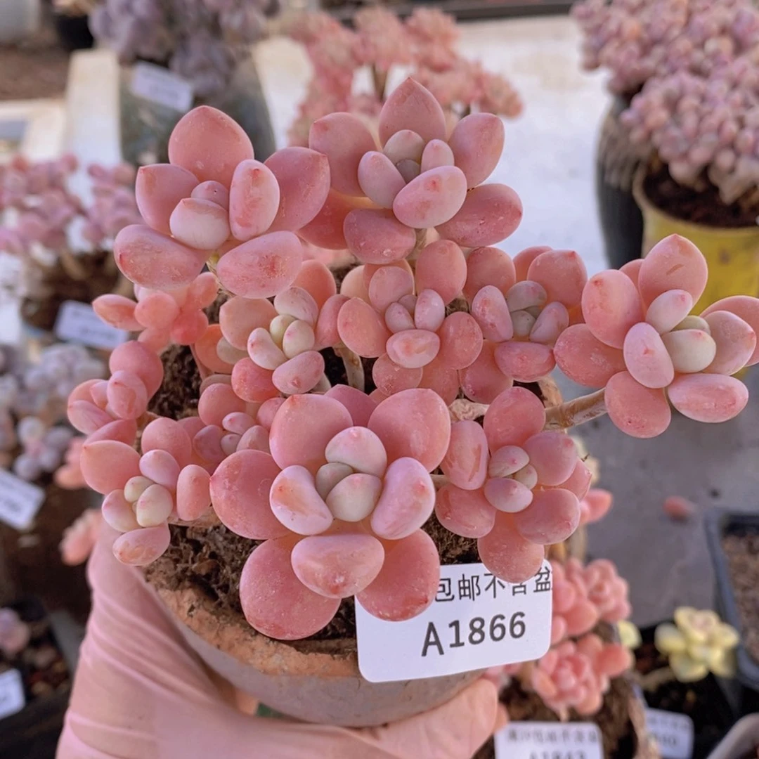 樱花洛神10cm1866多肉植物