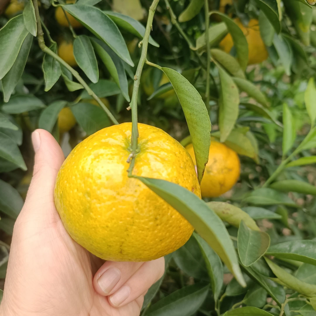 2025年新会柑鲜果14年老树(二红 大红)（农户自产自销现摘现发）