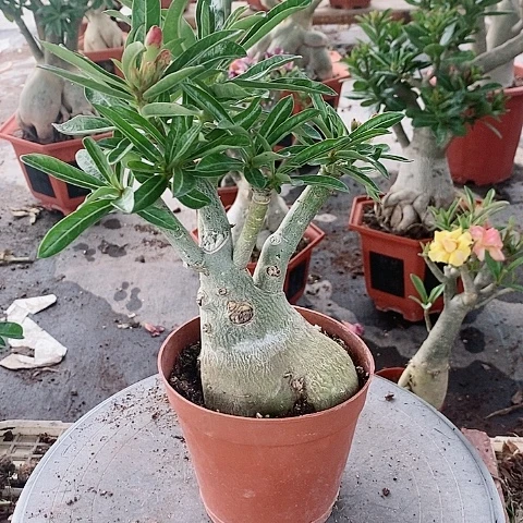 【闪购商品】无花朵?**?