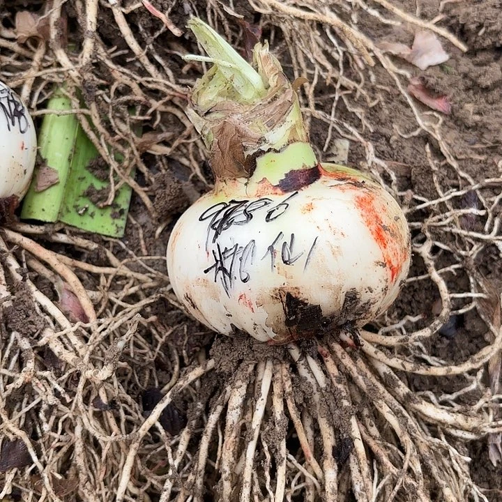 玫*雨糖果仙女9.5左右带土9786