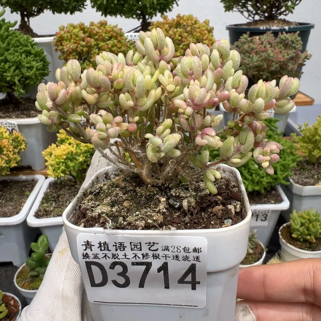 d3714红宝石锦需凑单