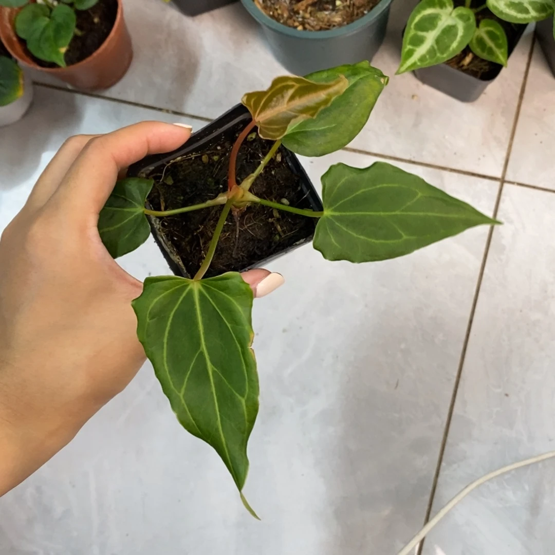 不开花植物kos杂小苗
