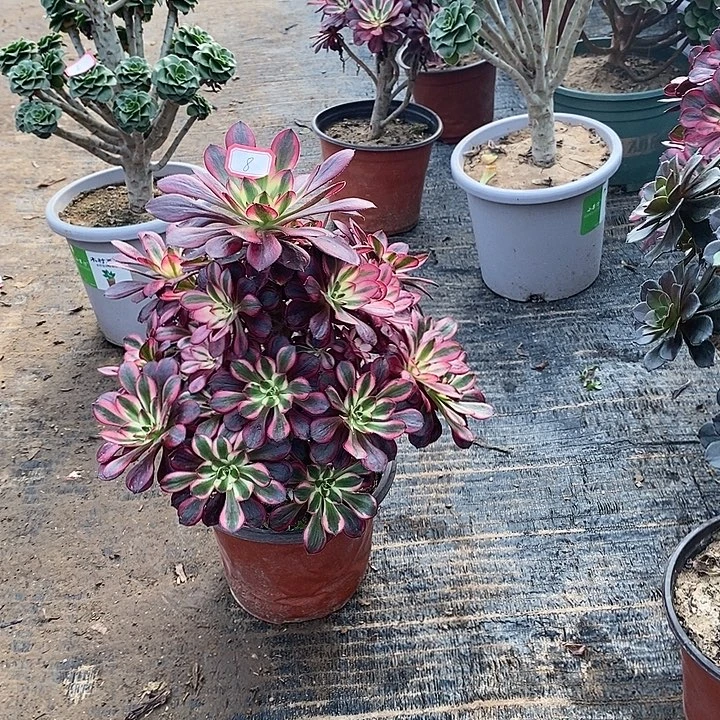 8，香奈儿多肉有修枝