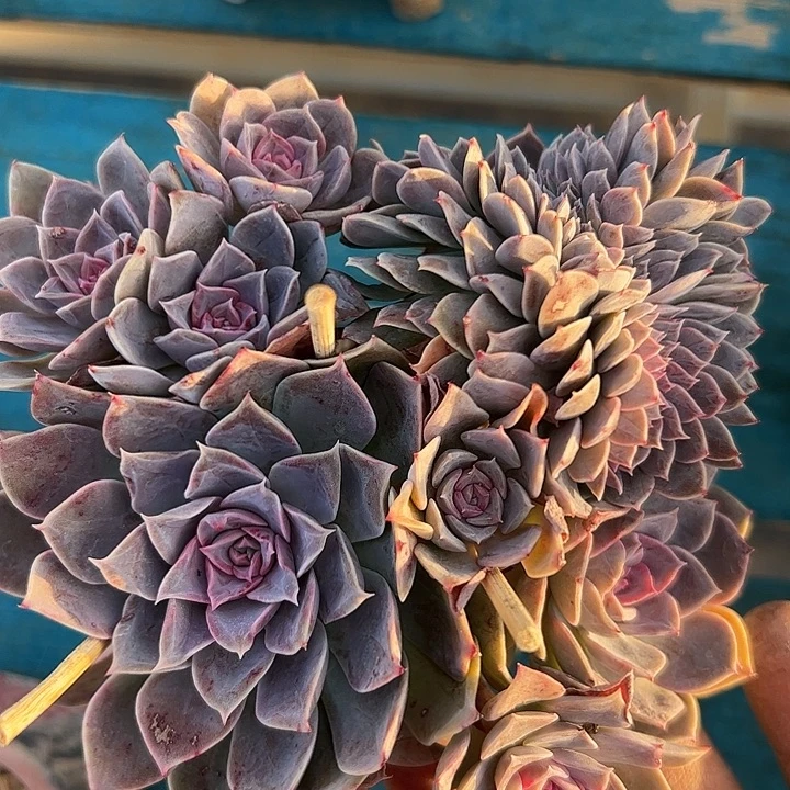 安娜缀化1111111111