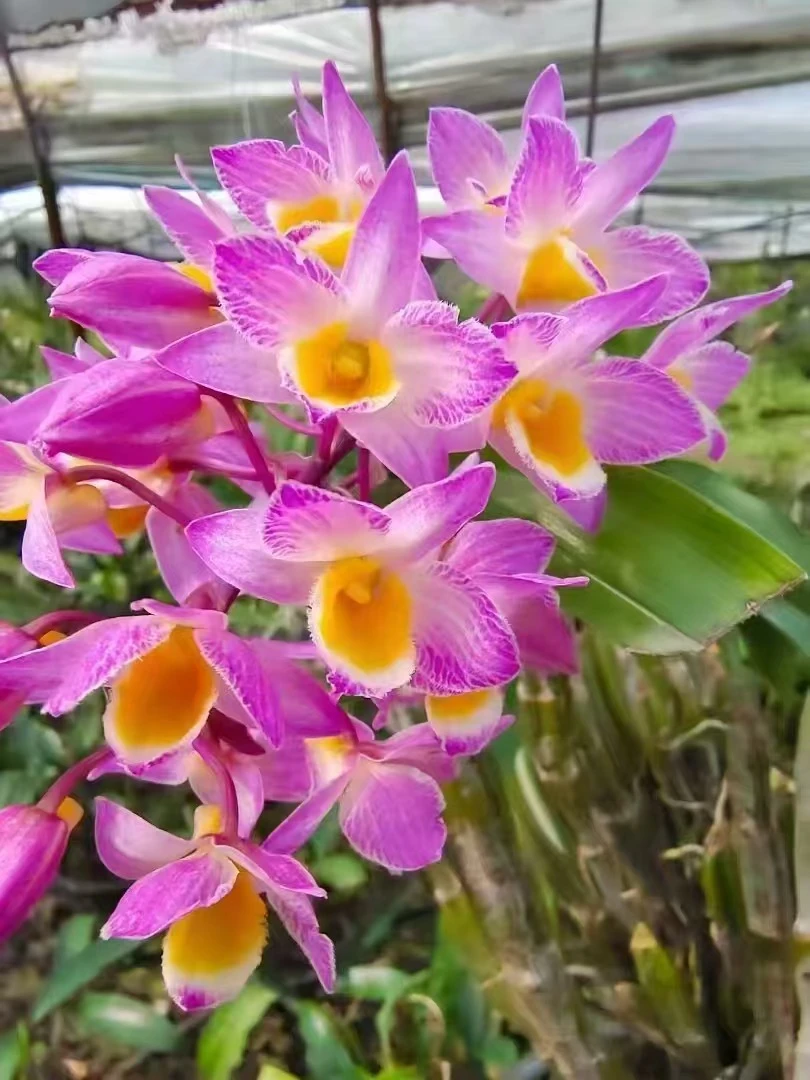 红法式石斛兰兰花草带花苞发货花期3到5月份灯笼型粉色系花