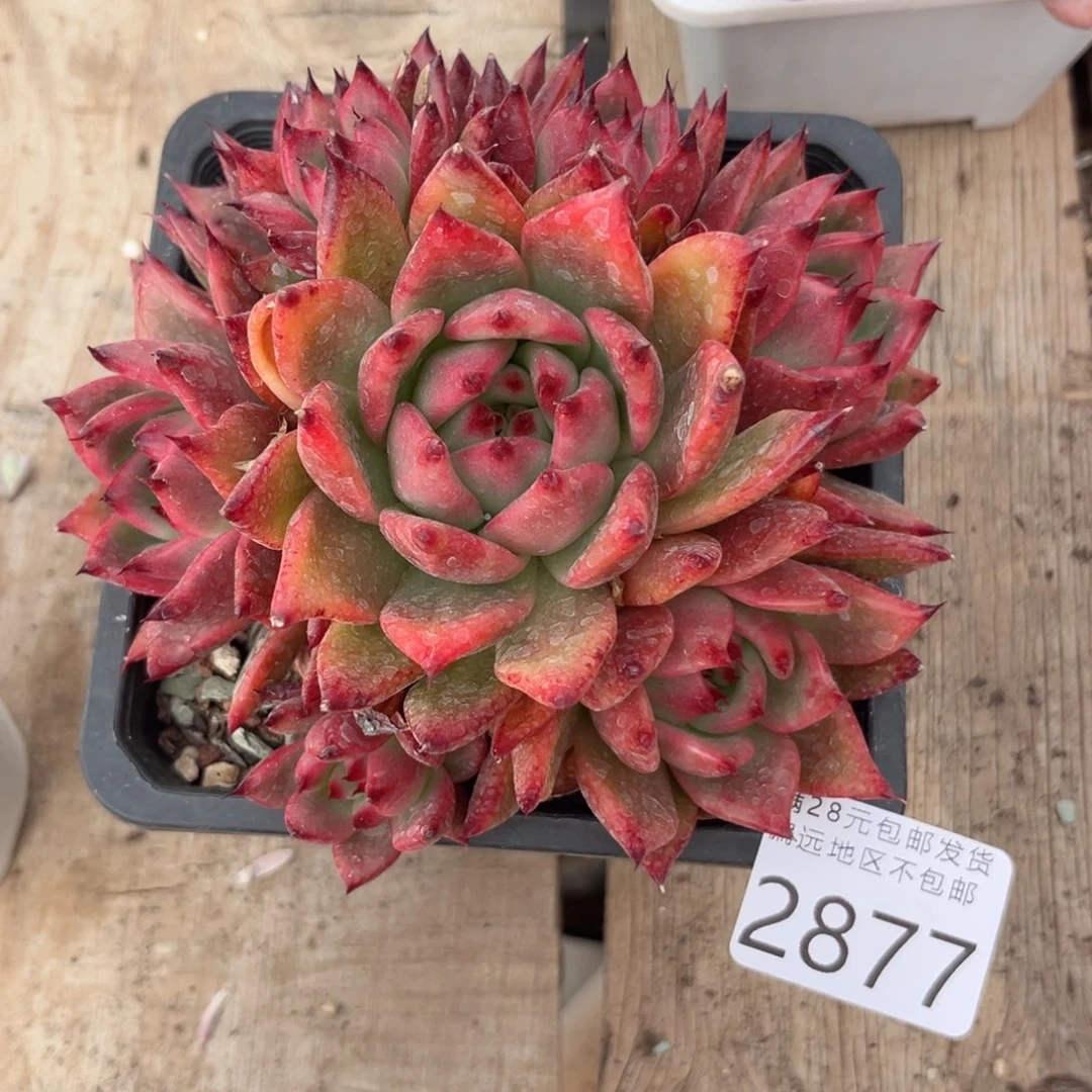 大2877:）x h x h b n m m