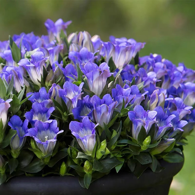 龙胆花海洋之心盆栽耐热耐寒宿根花卉庭院阳台小盆栽