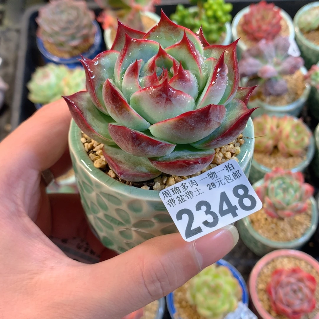 5厘米盆精控多肉2348