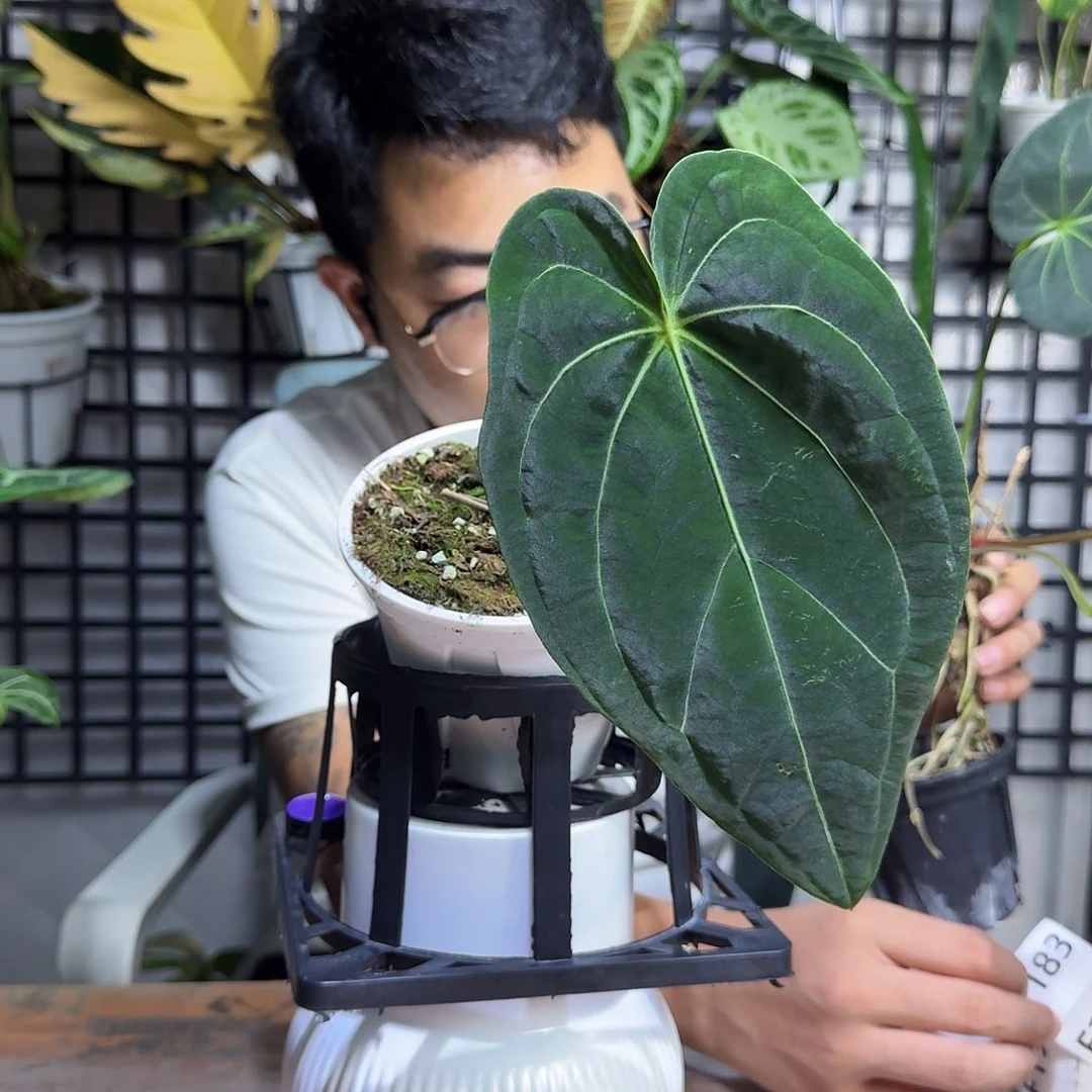 米***卡无花朵一物一拍F182
