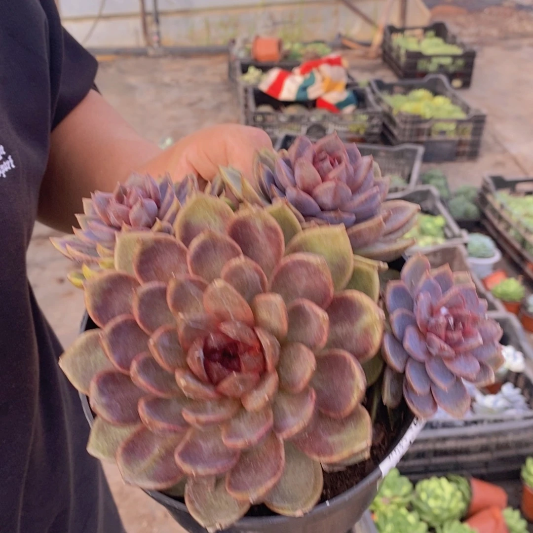 巧克力慕斯双头起发