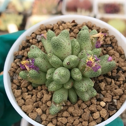 多肉肉锥 28头 草莓斑马