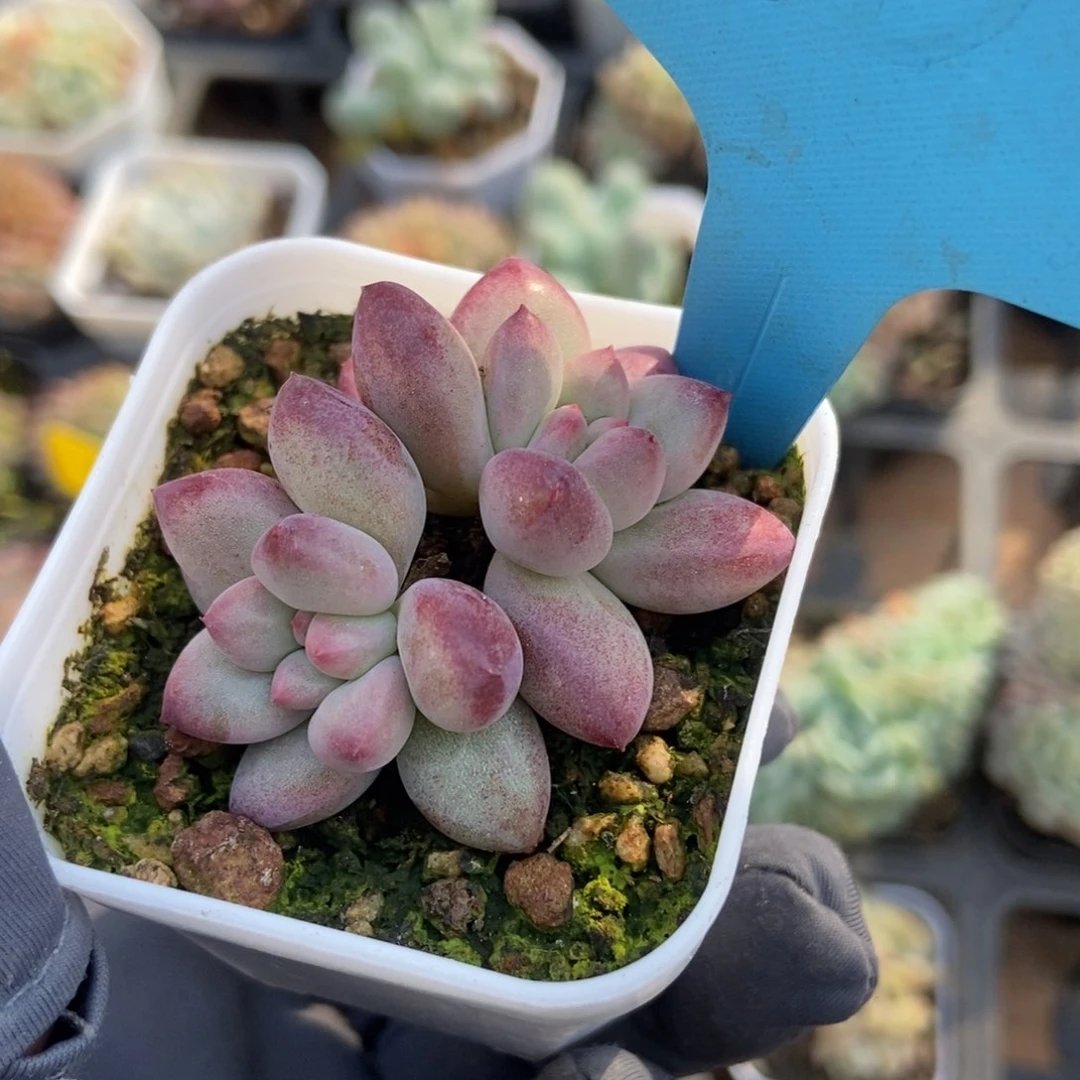 1804余美人多肉植物保护