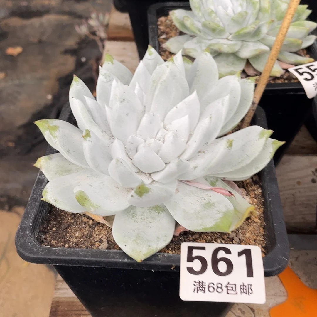 晨溪园艺仙女杯呀
