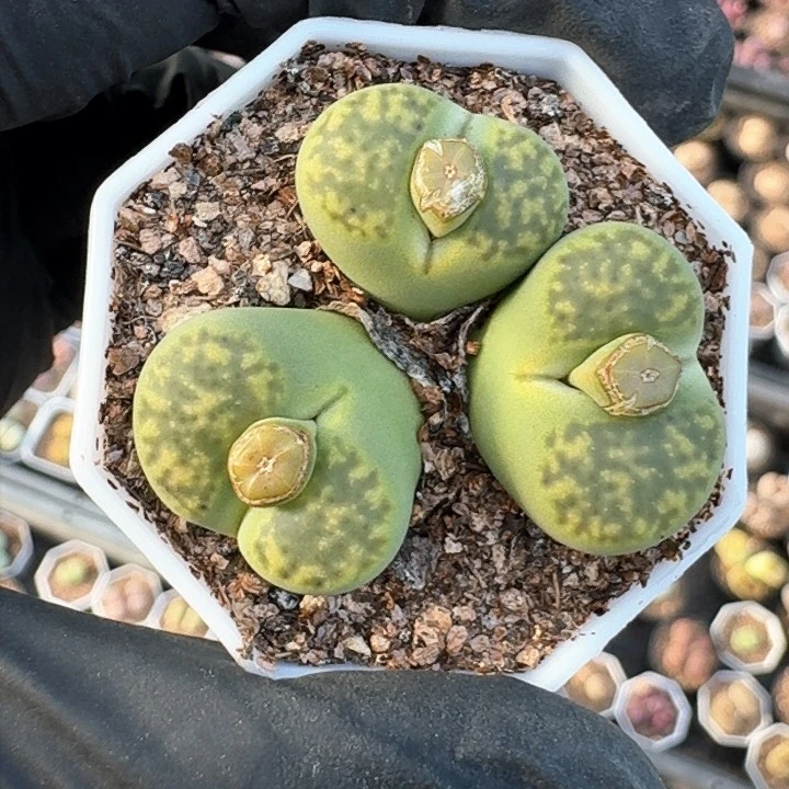 生石花11111。     105