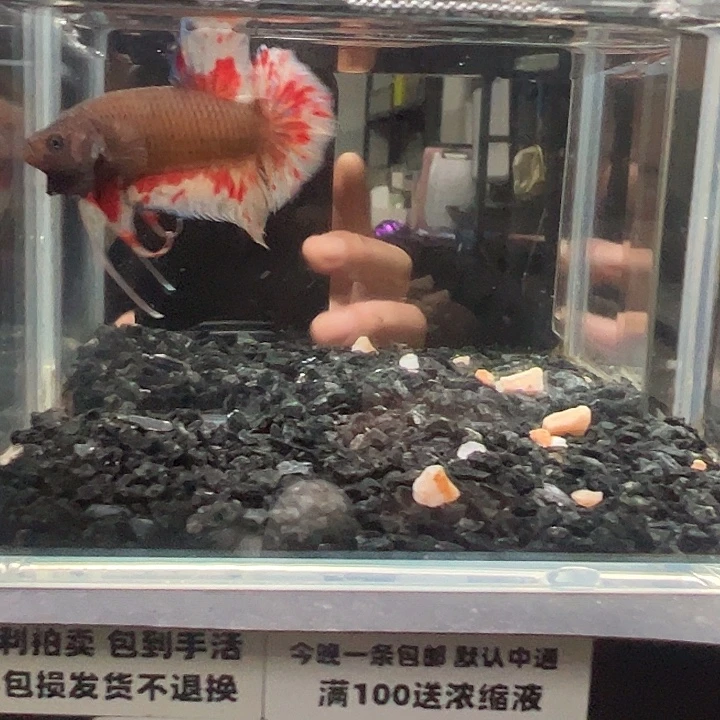 斗鱼竞拍跑单拉黑27日89