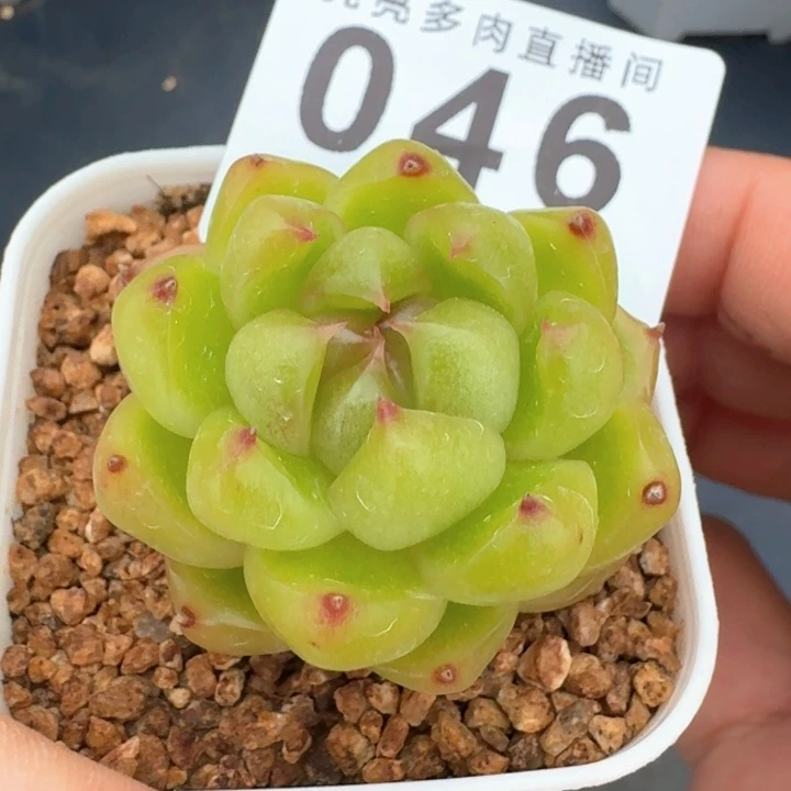 空灵珍妮  福利多肉植物