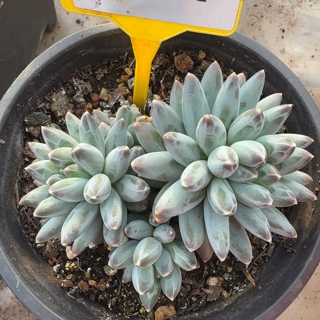 姜子牙一物一拍941