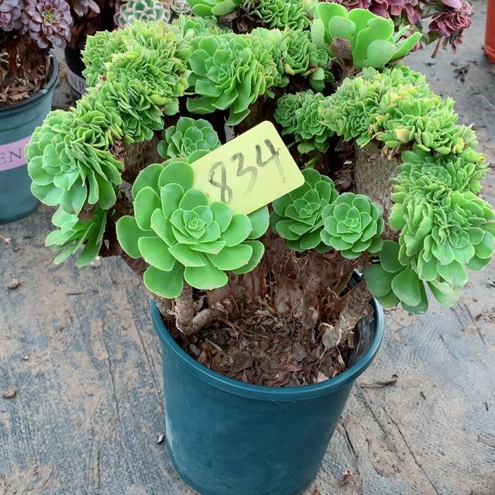 834绿羊绒缀多肉一物一拍~