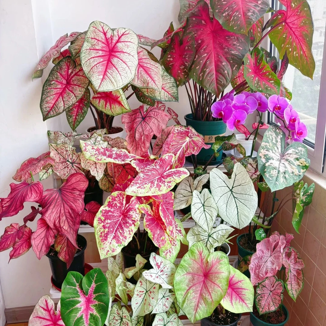 【小苗】彩叶芋热植耐热种球多年生室内懒人绿植ins风