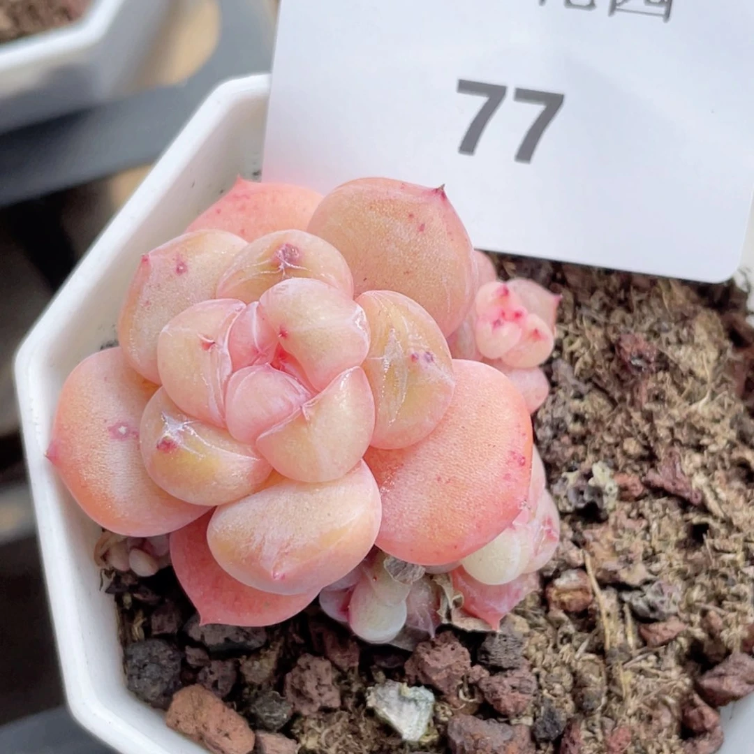 77号糖心冰心珍妮 不包整