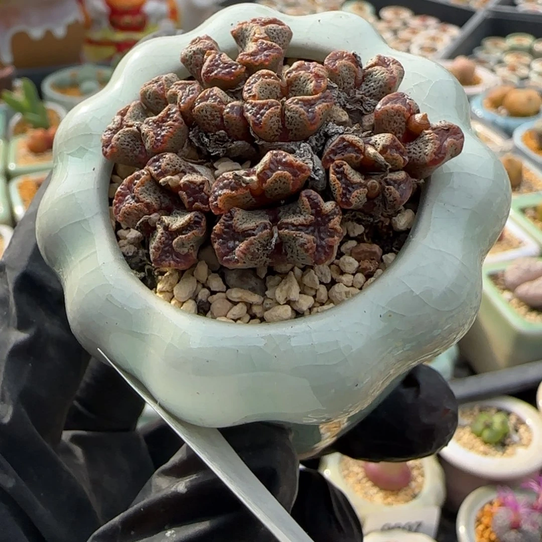 0925-一物一拍 带盆