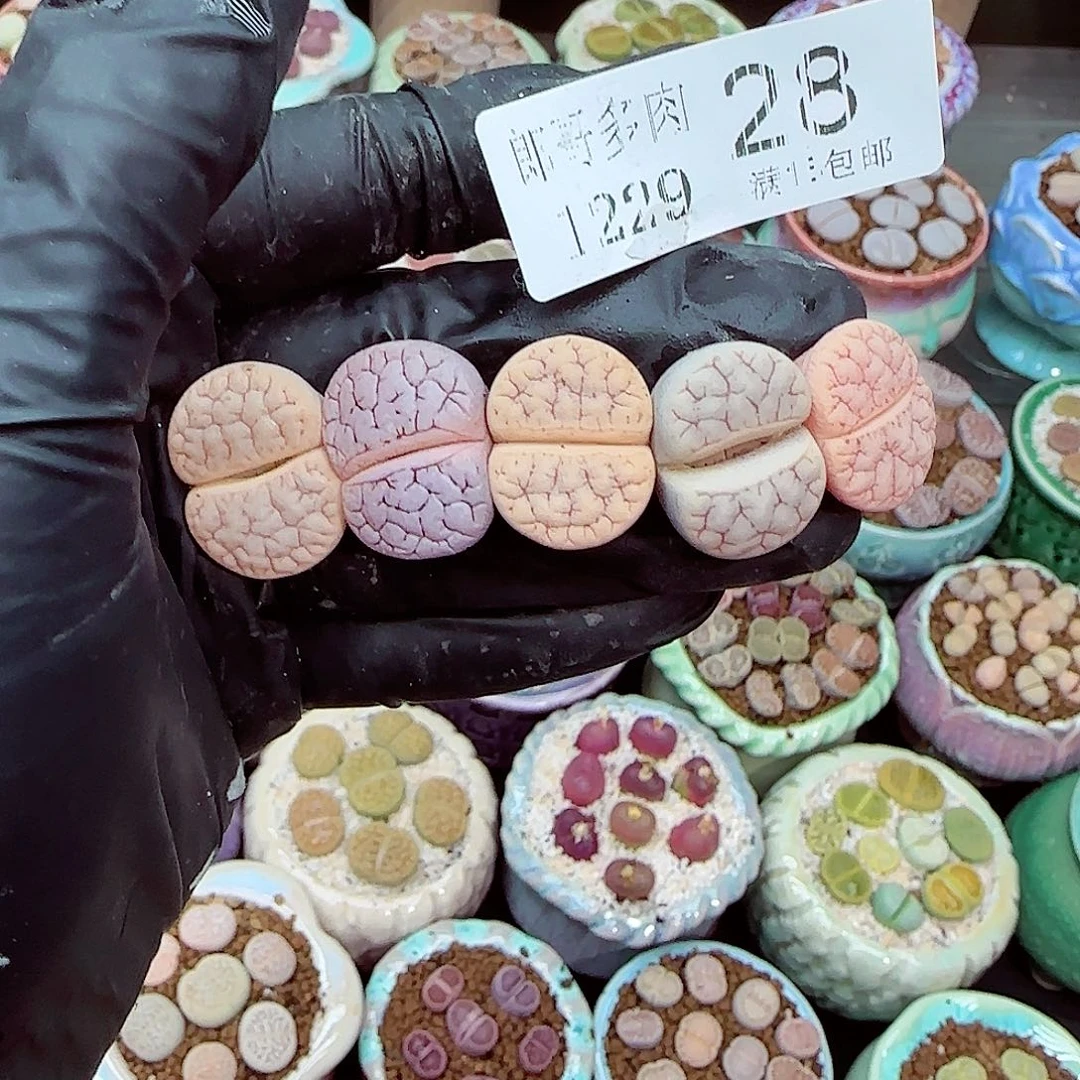 生石花满18包邮1229-28