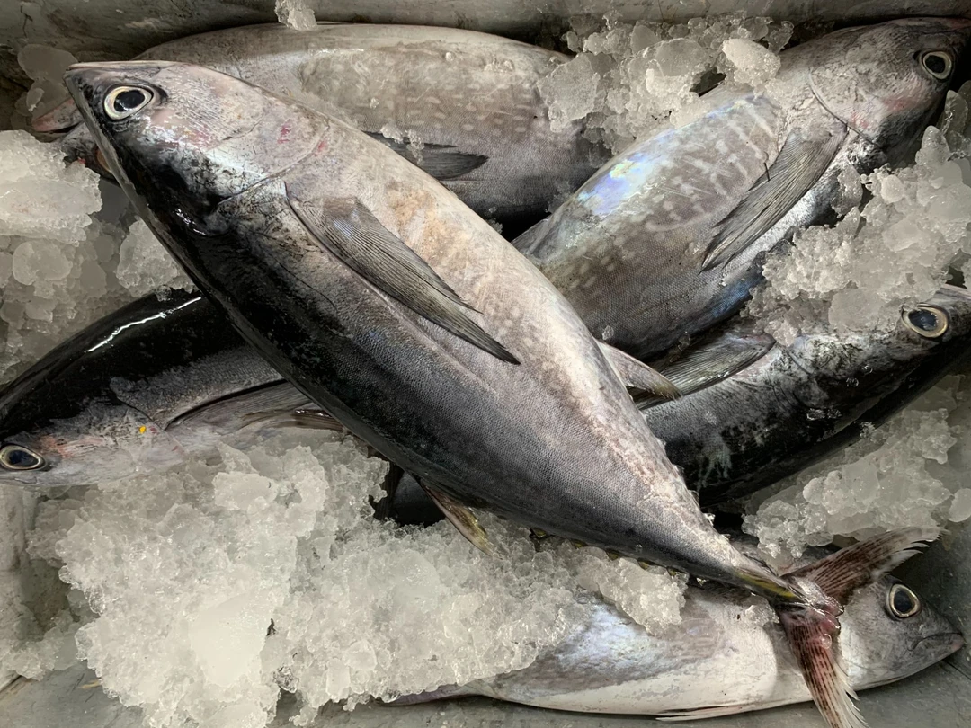 广东新鲜海捕金枪鱼  吞拿鱼
