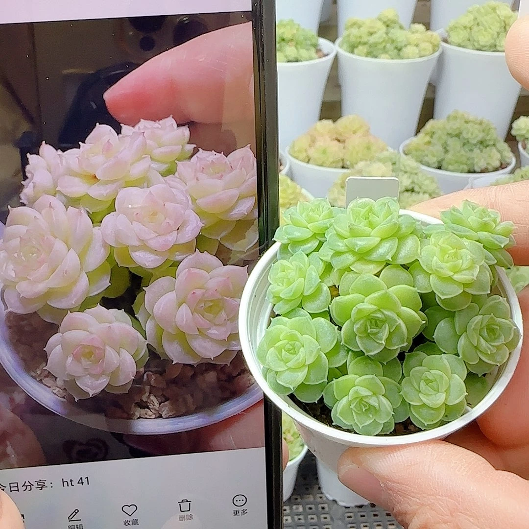 1103-10（HT-41）优选