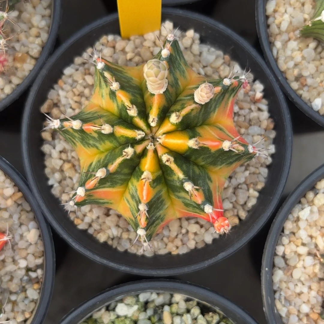 L503-1220泰国发货 面包