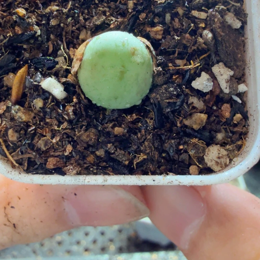 多肉植物的生长发育599