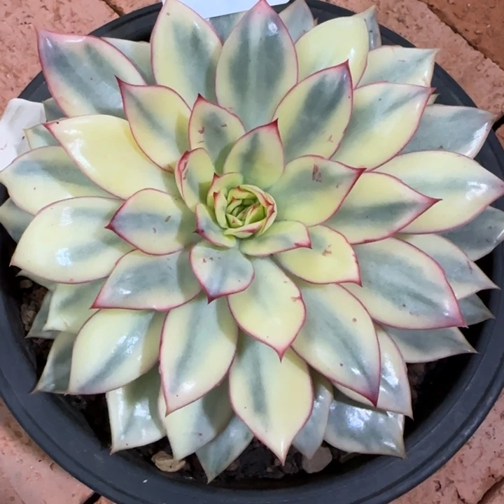 1615月光女神锦多肉植物