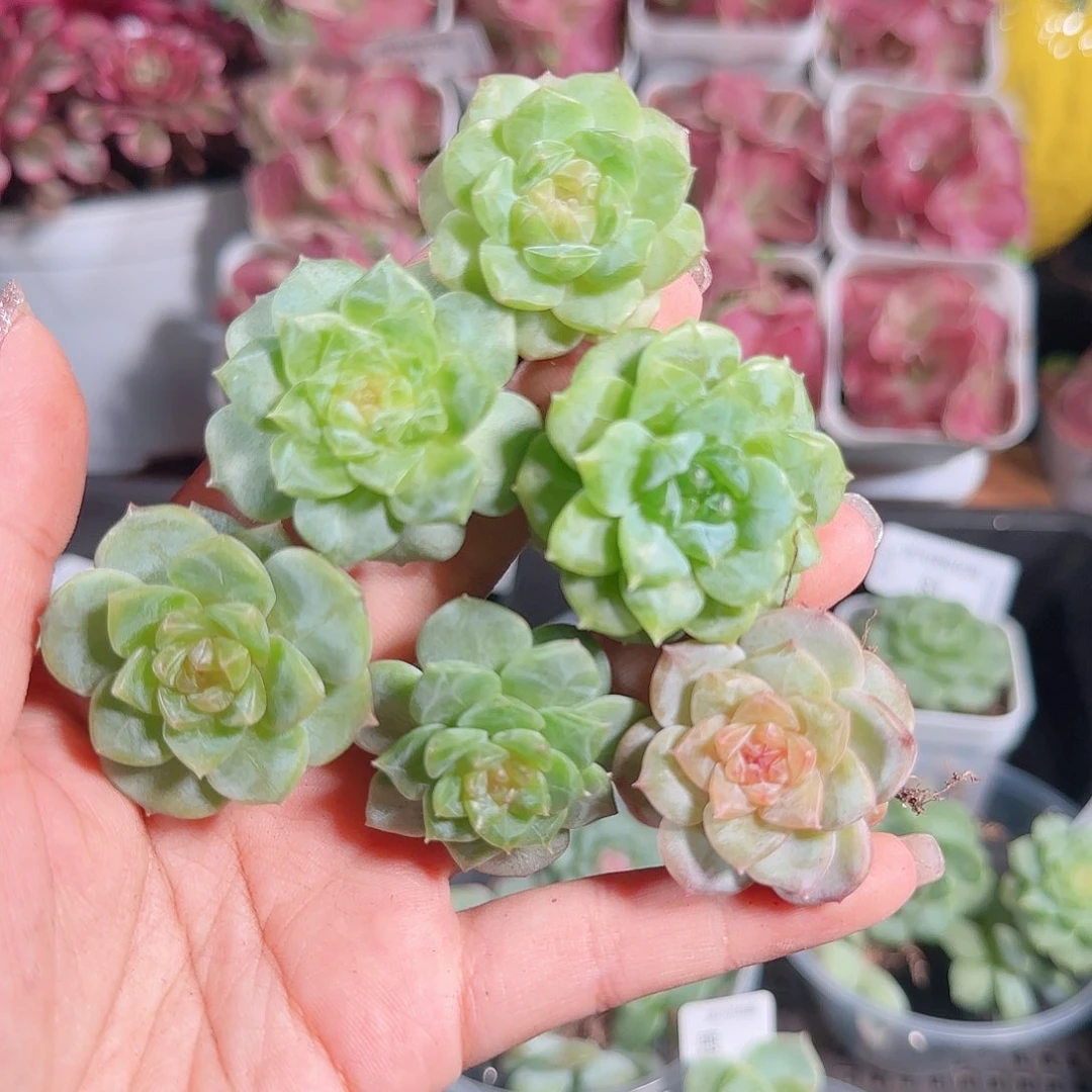 0712---89糖心珍妮