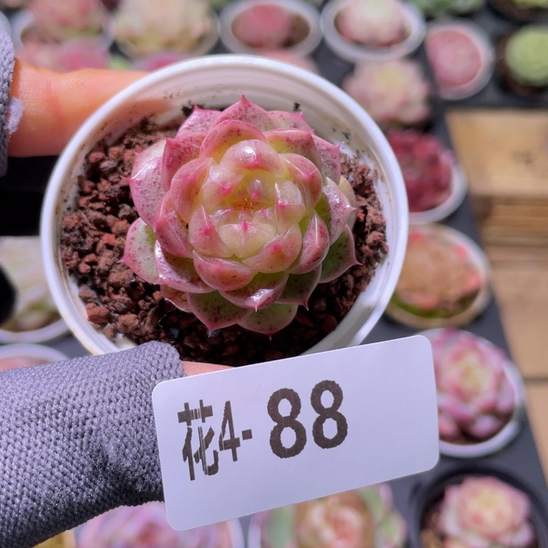 花利美 4-88新品珍妮