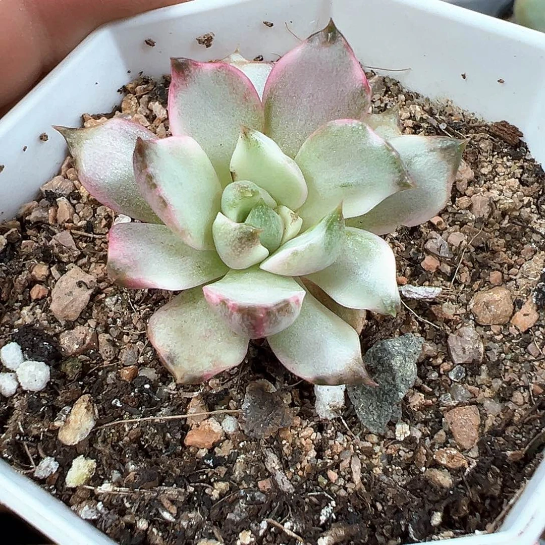 血燕锦 小方花圃一单包邮非偏远