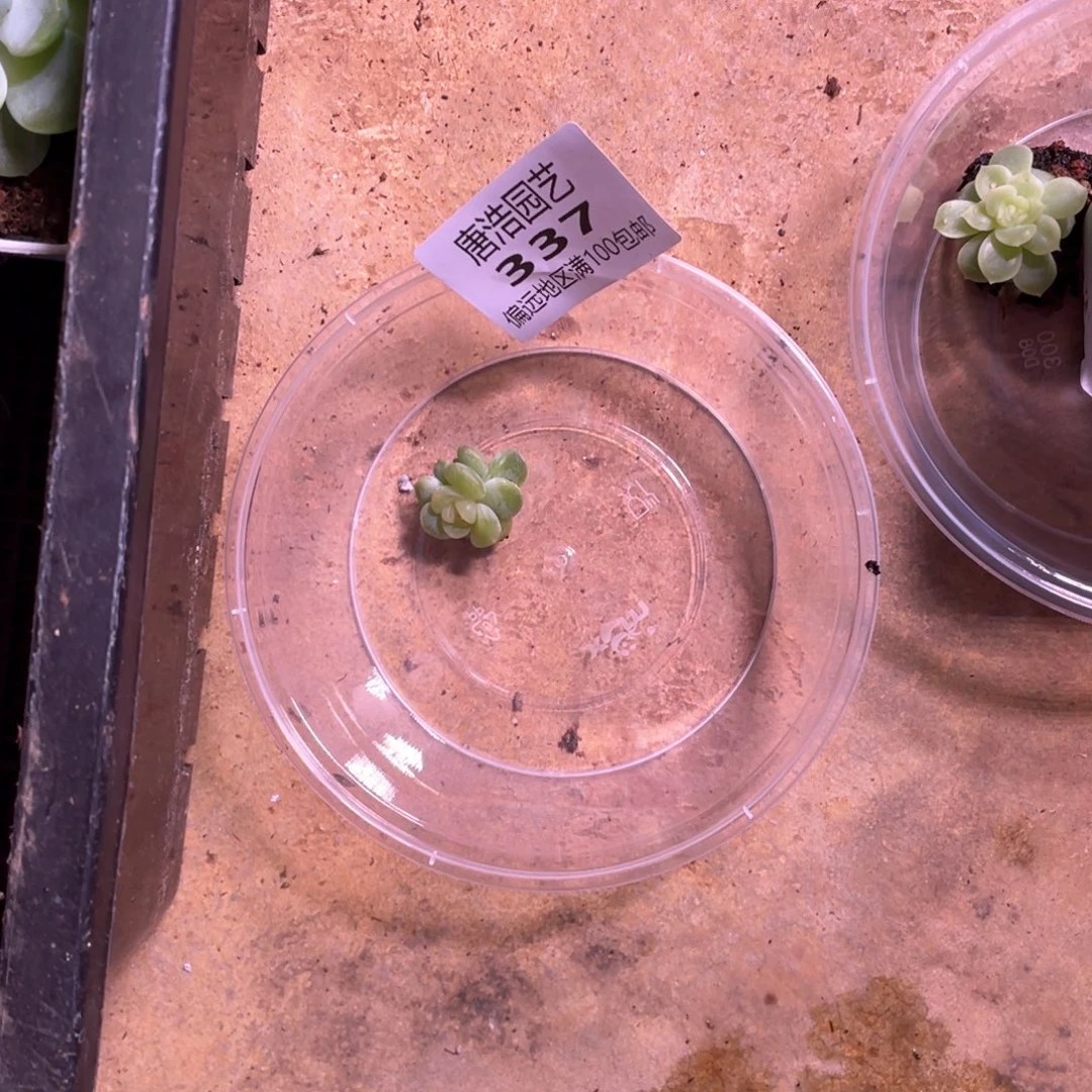 闪***思T14珍妮一物一拍337