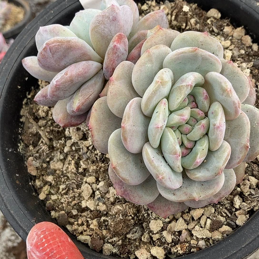 267 石榴籽一物一拍