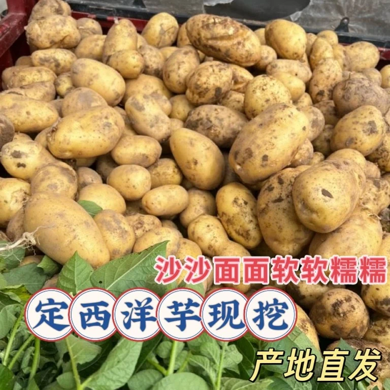 定西新鲜沙糯粉面开花黄皮黄心新土豆应季蔬菜